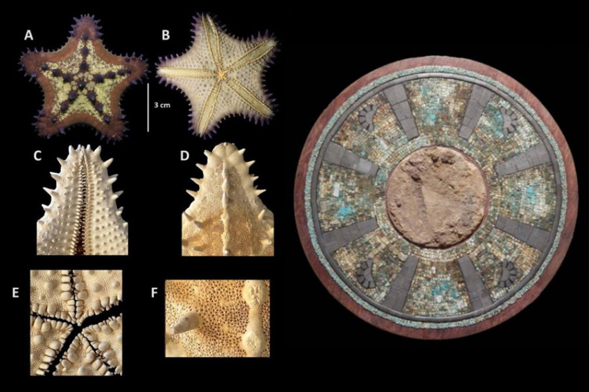 Месторождение морских звезд тольтеков раскрывает связи космоса и океана