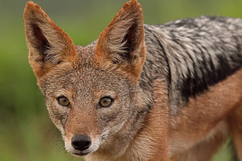 Эфиопские шакалы оказались любителями цветочного нектара и опылителями